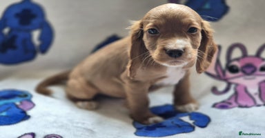 Cocker Spaniel dogs - Advert 8