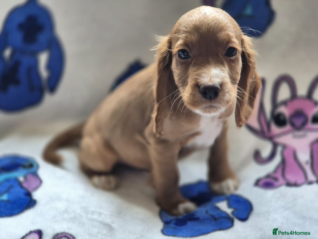 Cocker Spaniel dogs for sale: Working type cocker spaniels - last puppy! - Image 4