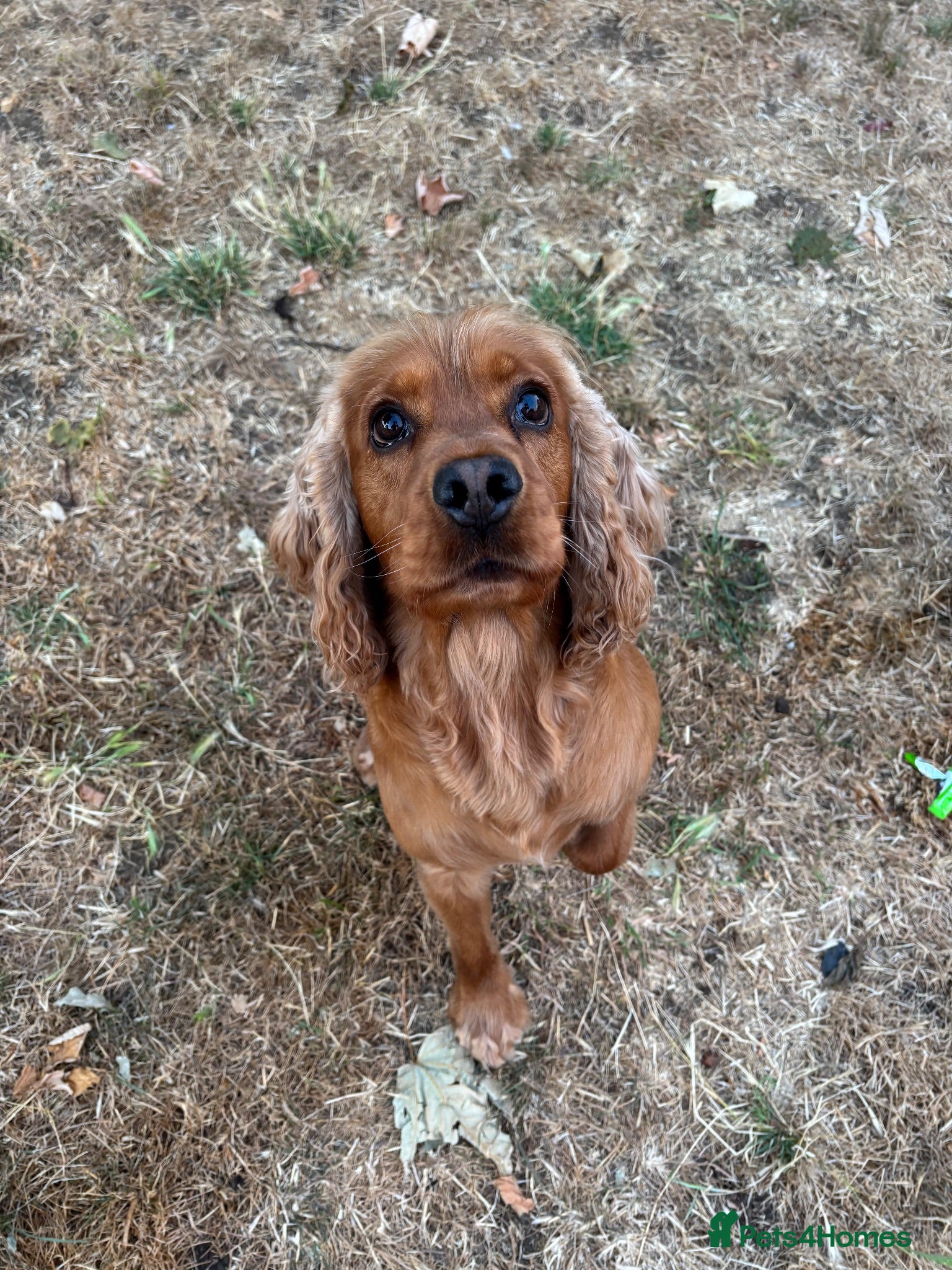 Cocker Spaniel dogs Proven male cocker spaniel  - Advert 10