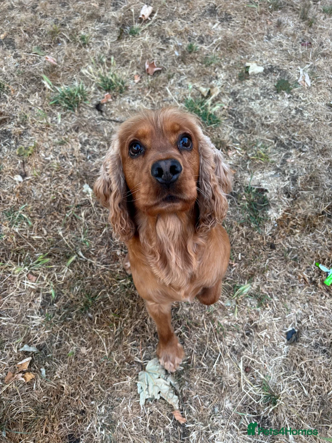 Cocker Spaniel dogs for stud: Proven male cocker spaniel  - Advert 1