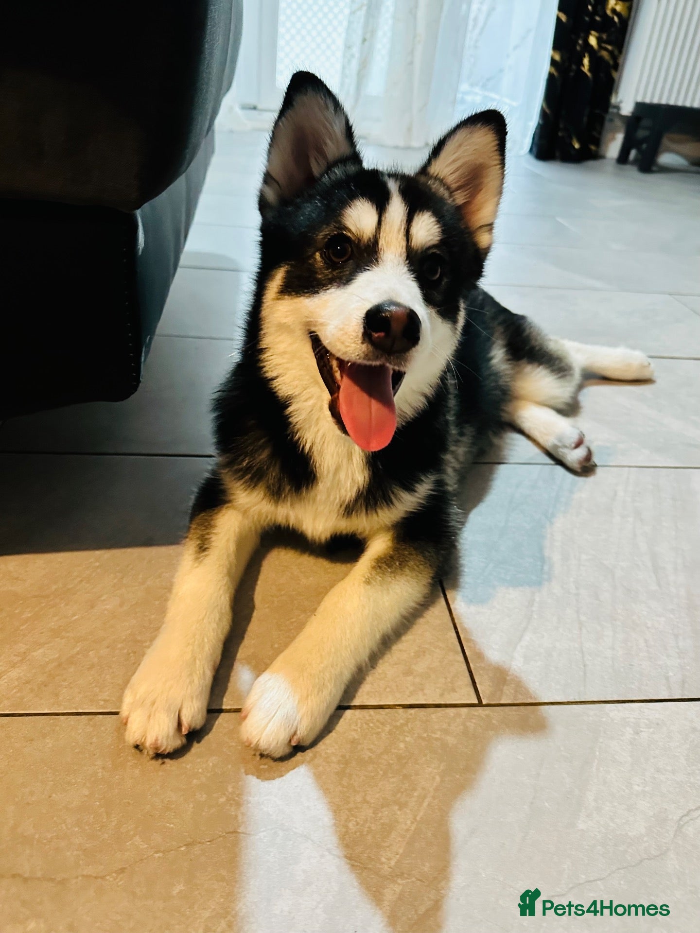 Pomsky dogs Price reduction Last boy F4 Pomsky  - Advert 20