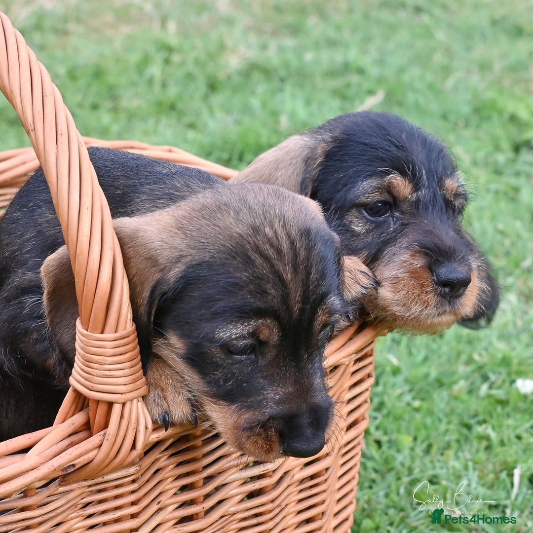 Dachshund dogs for sale: Standard Wire-Haired Dachshund Puppies  - Image 6