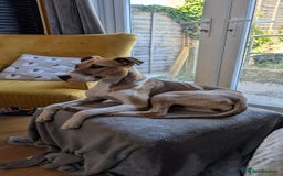 Mixed Breed dogs for sale: Rehoming of the loveable Quinn! - Image 1