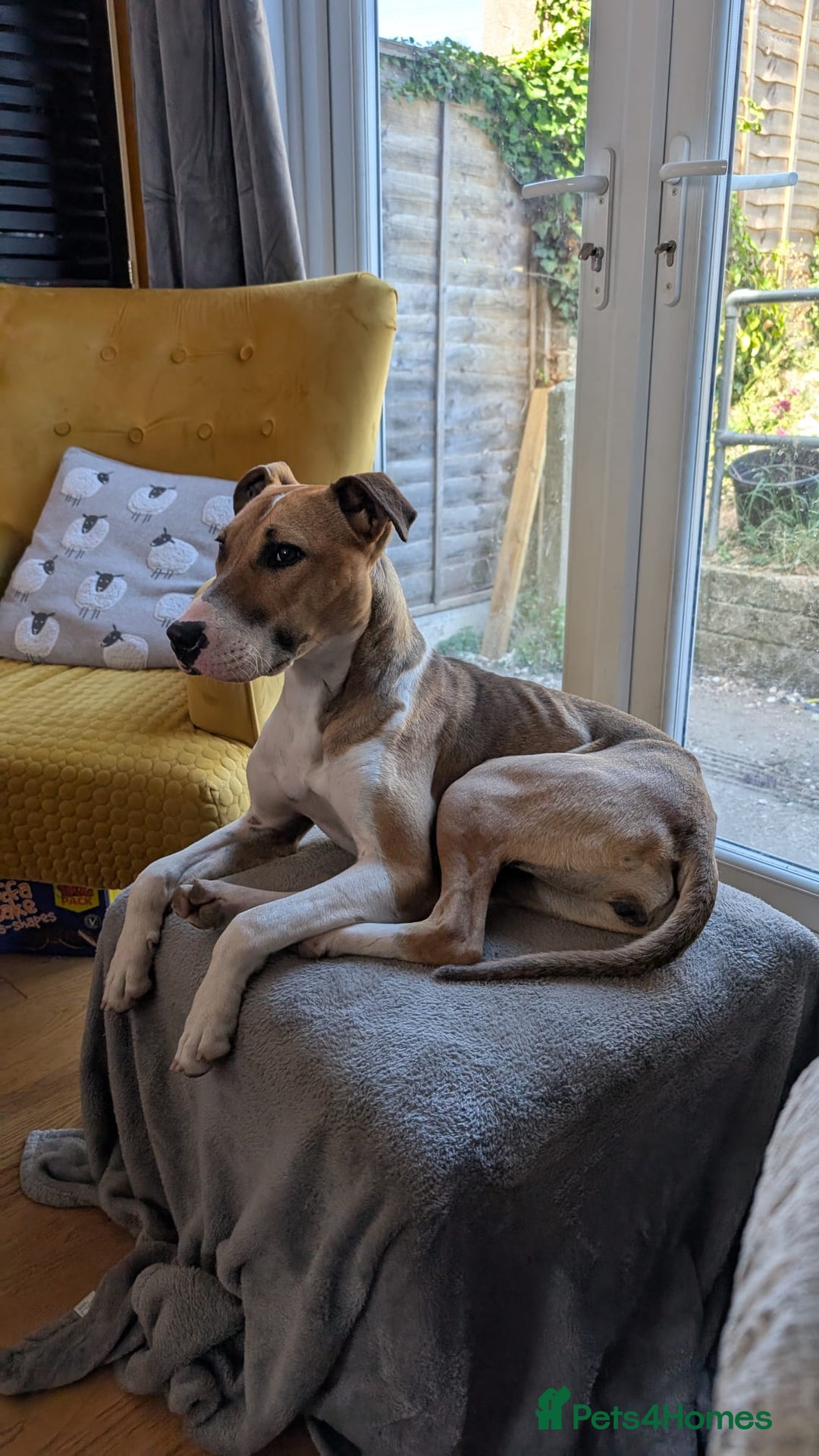 Mixed Breed dogs for sale: Rehoming of the loveable Quinn! - Image 1