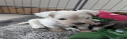 Miniature Schnauzer dogs for sale: KC Registered Miniature Schnauzer Puppies  - Advert 11