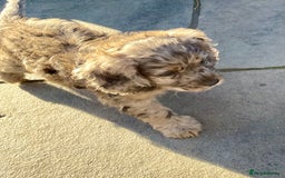Cockapoo dogs for sale: Marble /tan cockerpoo - Image 1