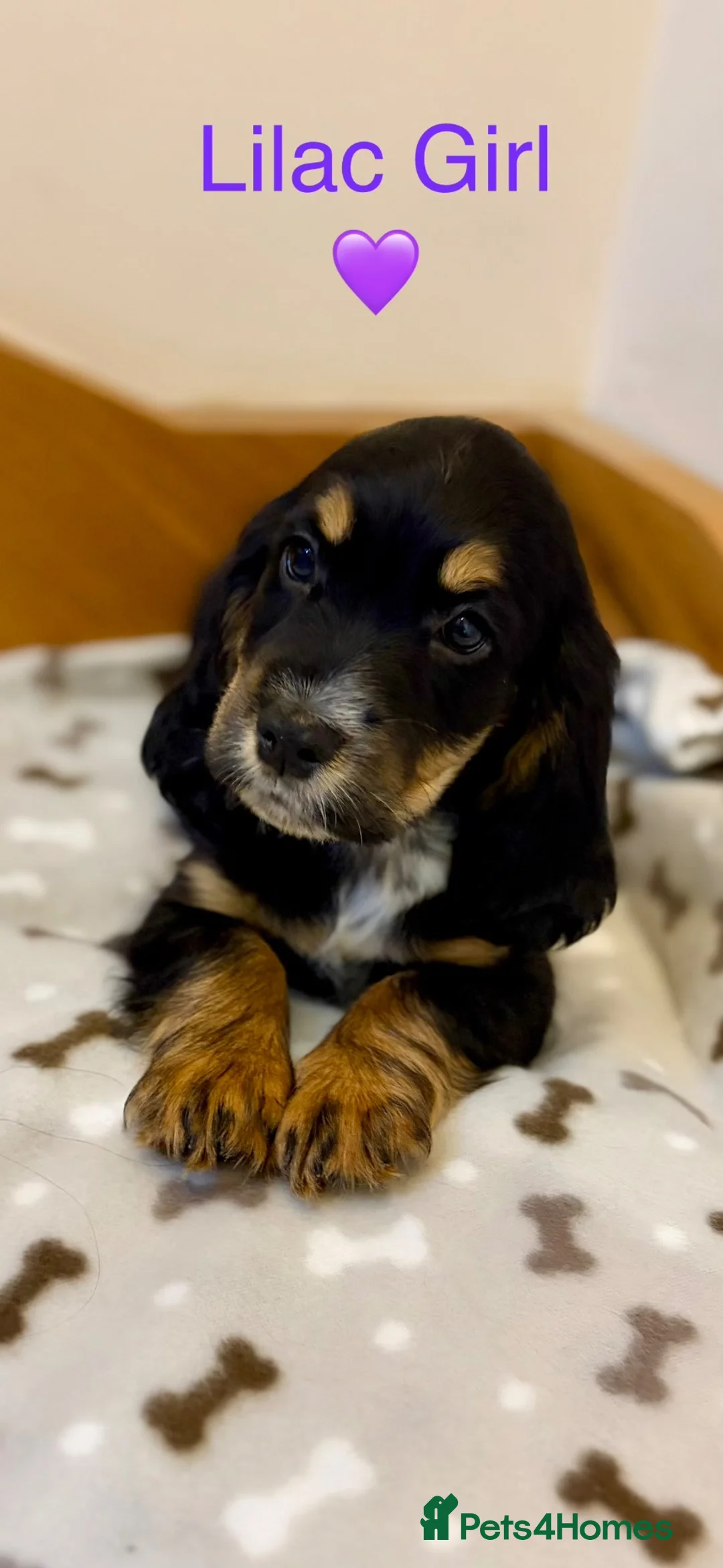 Cocker Spaniel dogs for sale:  🐾One beautiful Kc fully vaccinated Girl now 🐾 - Advert 1
