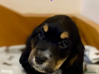 Cocker Spaniel dogs 🐾GORGEOUS KC Reg FULLY VACCINATED PUPPIES 🐾 - Advert 2