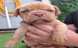Dogue De Bordeaux dogs for sale: Dogue de Bordeaux pups  - Image 18