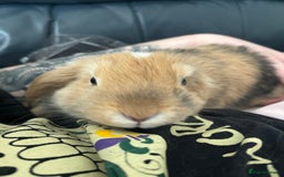 Mini Lop rabbits for sale: Mini lop Luna  - Image 3