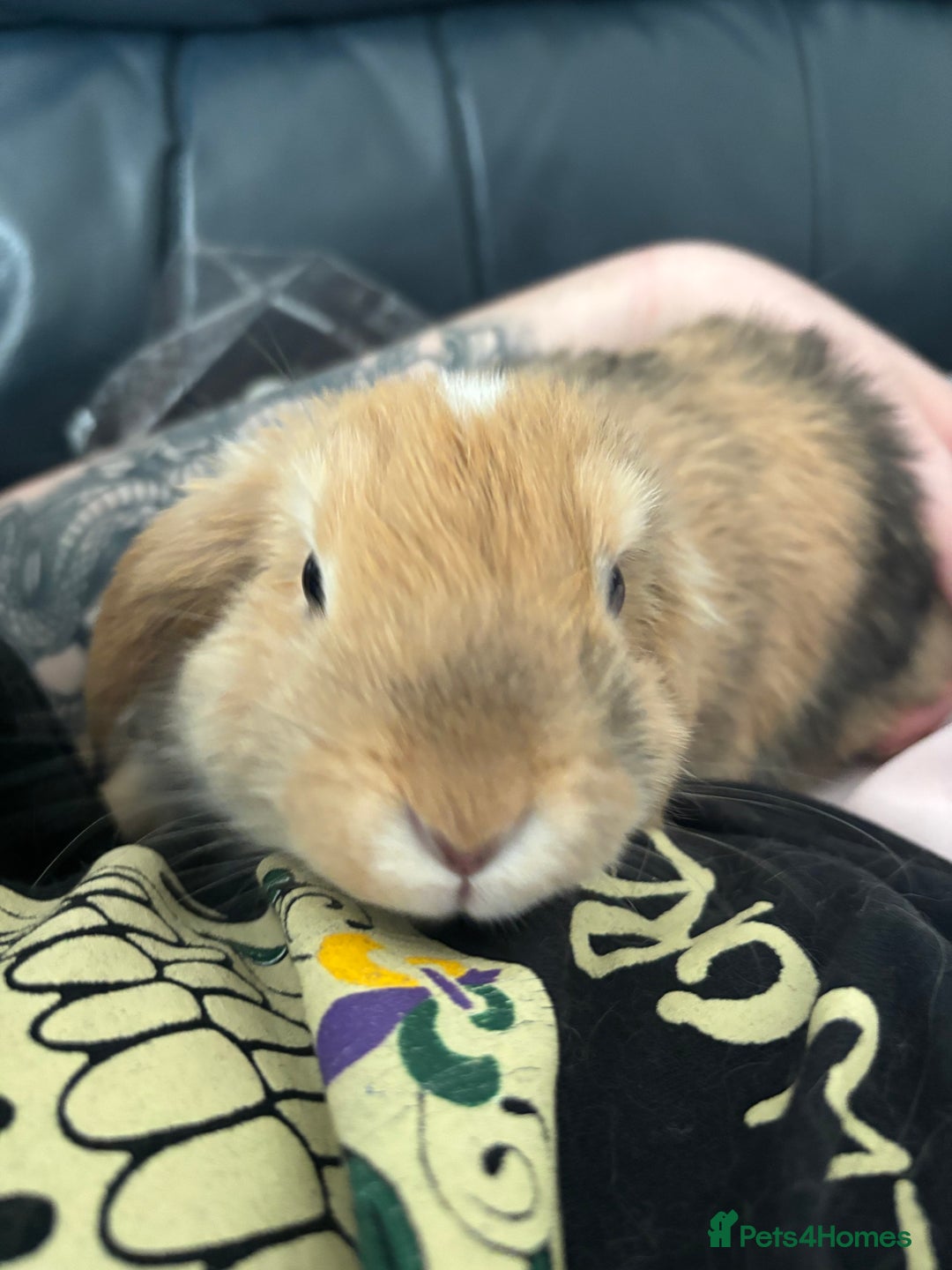 Mini Lop rabbits for sale: Mini lop Luna  - Image 3