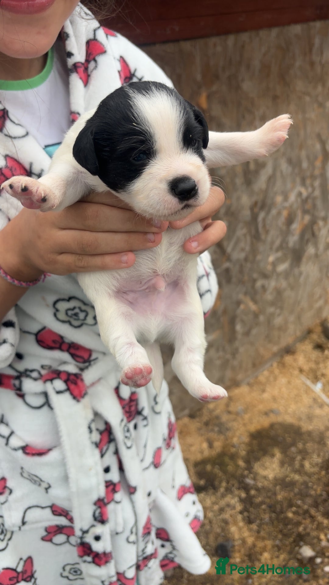 Patterjack dogs for sale: Patterjack puppies for sale - Image 6