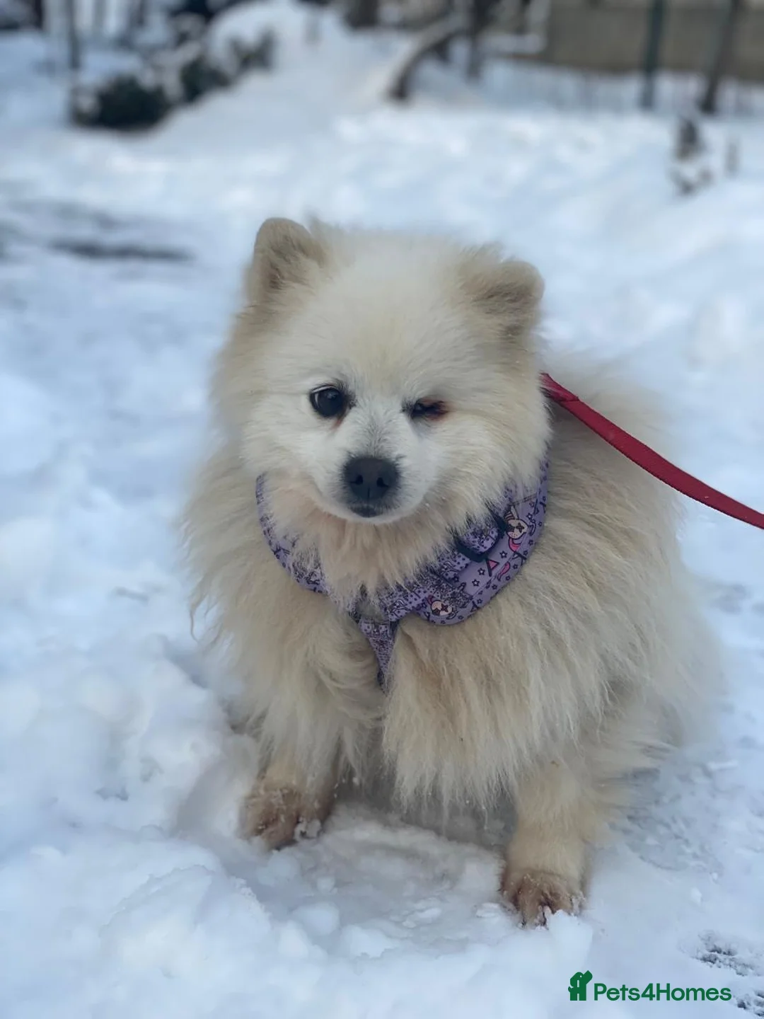 Pomeranian dogs for adoption: ❤️🐶 MILKY – A Soft White Snow Princess in Burton-on-Trent - Advert 1