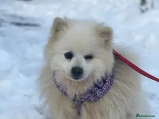 Pomeranian dogs ❤️🐶 MILKY – A Soft White Snow Princess - Advert 2