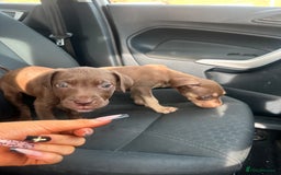 Mixed Breed dogs for sale: Cane corso x staff puppies - Image 1