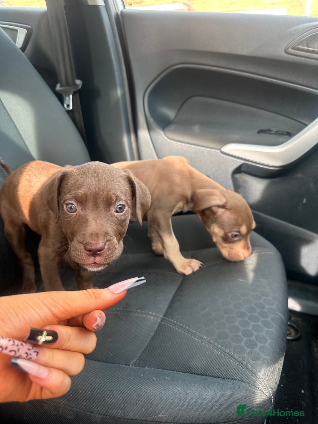 Mixed Breed dogs for sale: Cane corso x staff puppies - Image 1