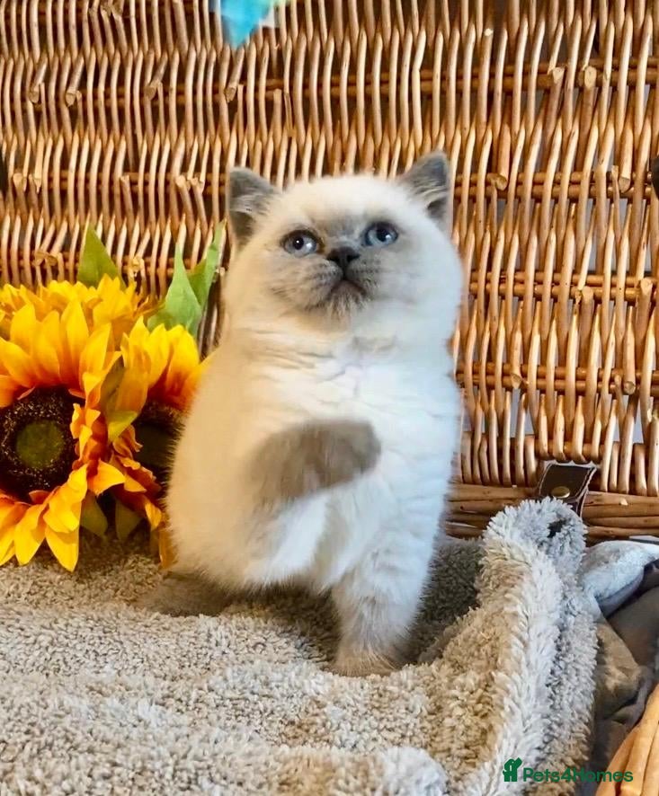 British Shorthair cats for sale: ( 1 LEFT) EXCEPTIONAL PURE BRED BSH TEDDY BEARS - Advert 17