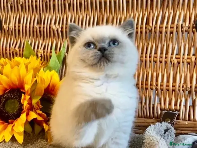 British Shorthair cats for sale: ( 1 LEFT) EXCEPTIONAL PURE BRED BSH TEDDY BEARS - Advert 17