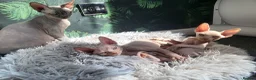 Sphynx cats for sale: Little sweet sphynx boys ready for new home 🐾 - Advert 17