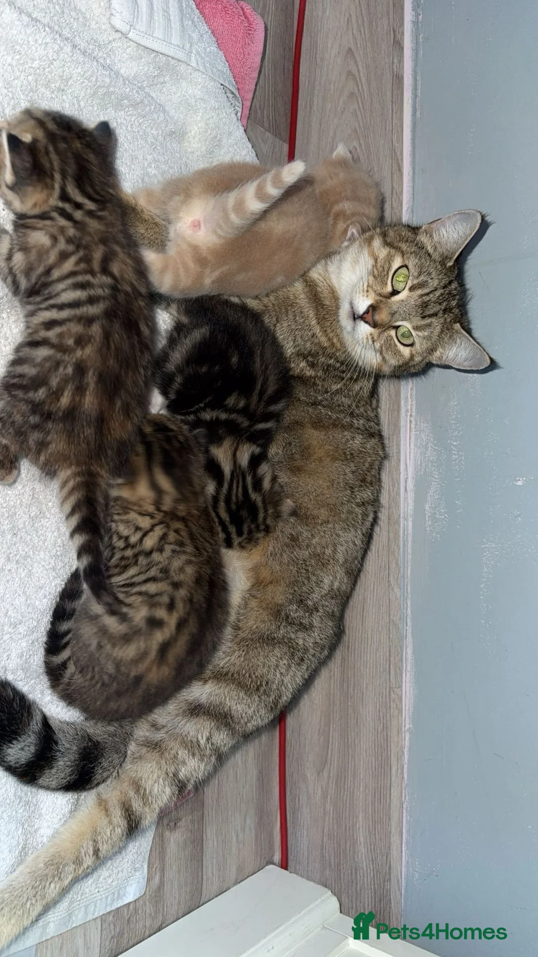 Mixed Breed cats for sale: Cute kittens for sale in Derby - Advert 2