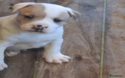Staffordshire Bull Terrier dogs for sale: Beautiful big puppies  - Image 10