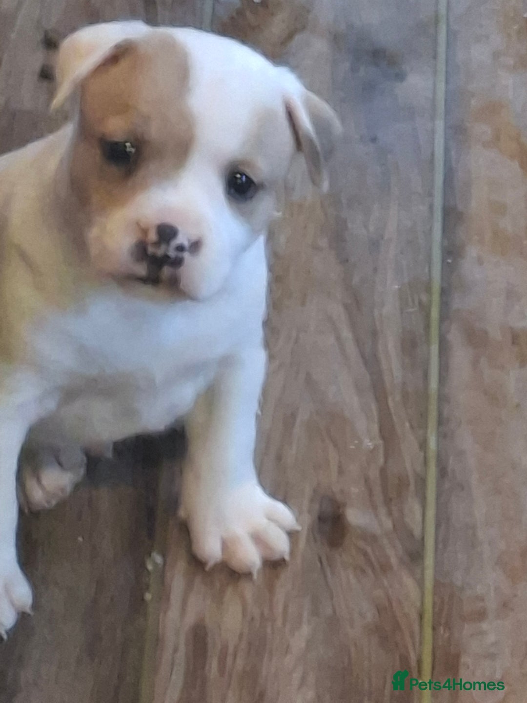 Staffordshire Bull Terrier dogs for sale: Beautiful big puppies  - Image 10