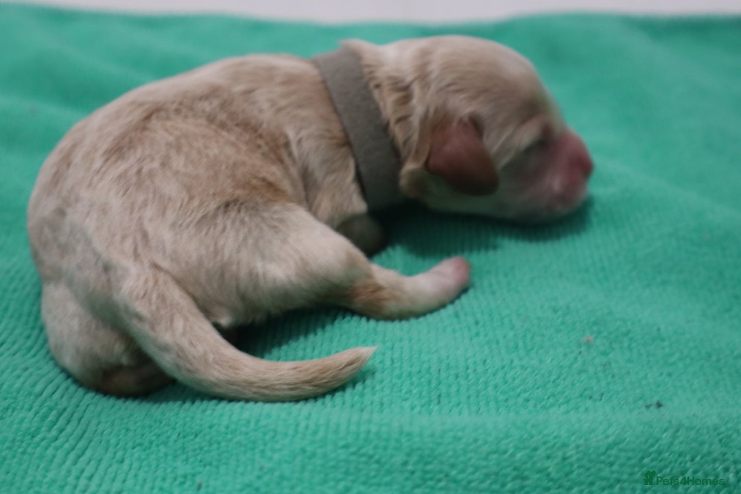 Cockapoo dogs for sale: 5 * BREEDERS, ELITE COCKAPOOS F1 PUPPIES - Advert 7