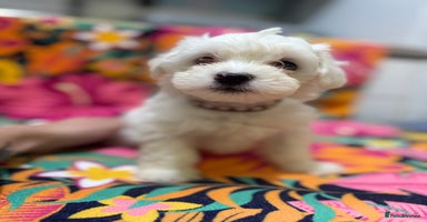 Maltese dogs - Advert 8