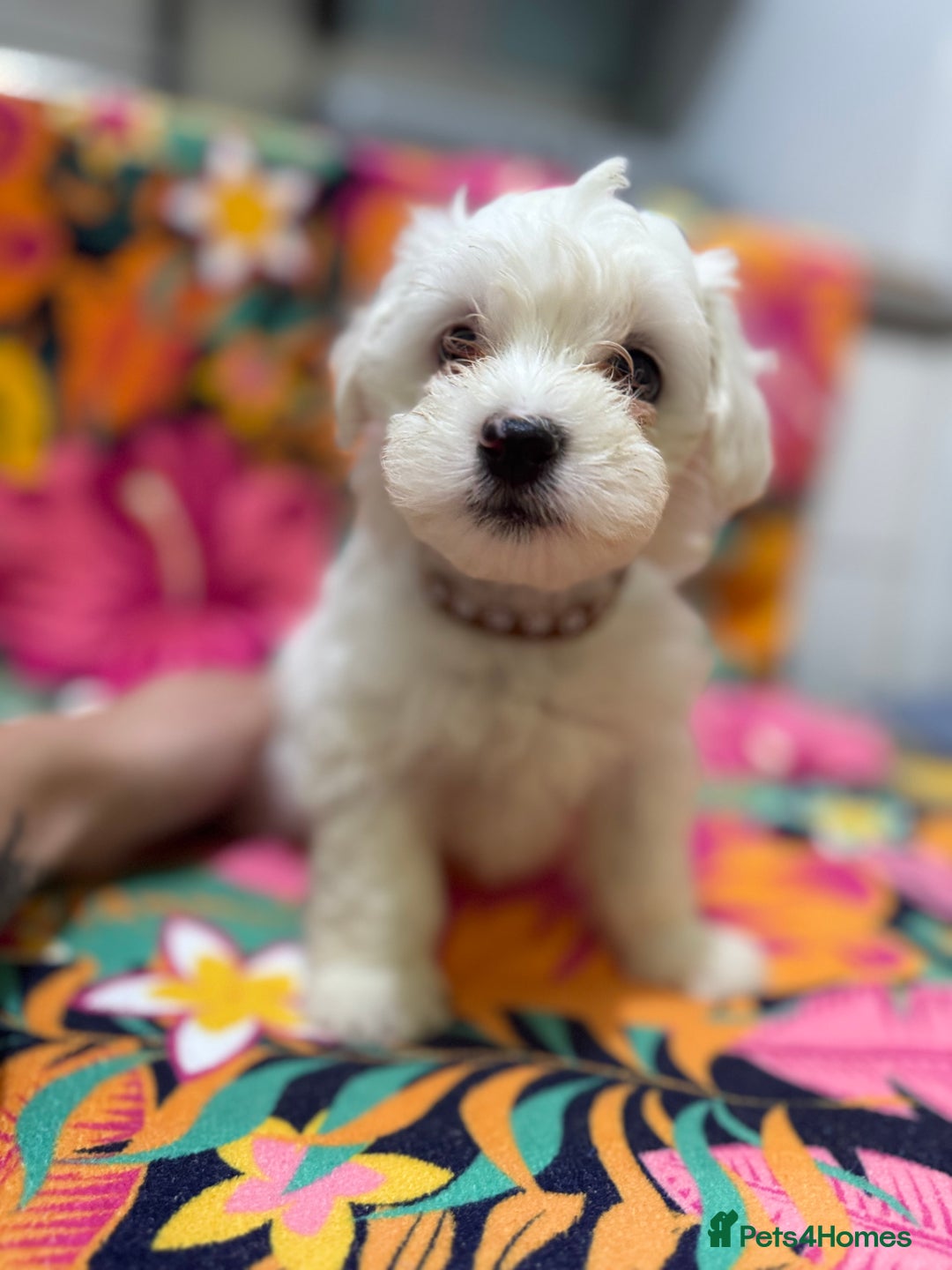 Maltese dogs for sale: Maltese Puppies - Image 2