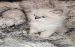 Ragdoll cats for sale: 4 Ragdoll Boys  - Image 9