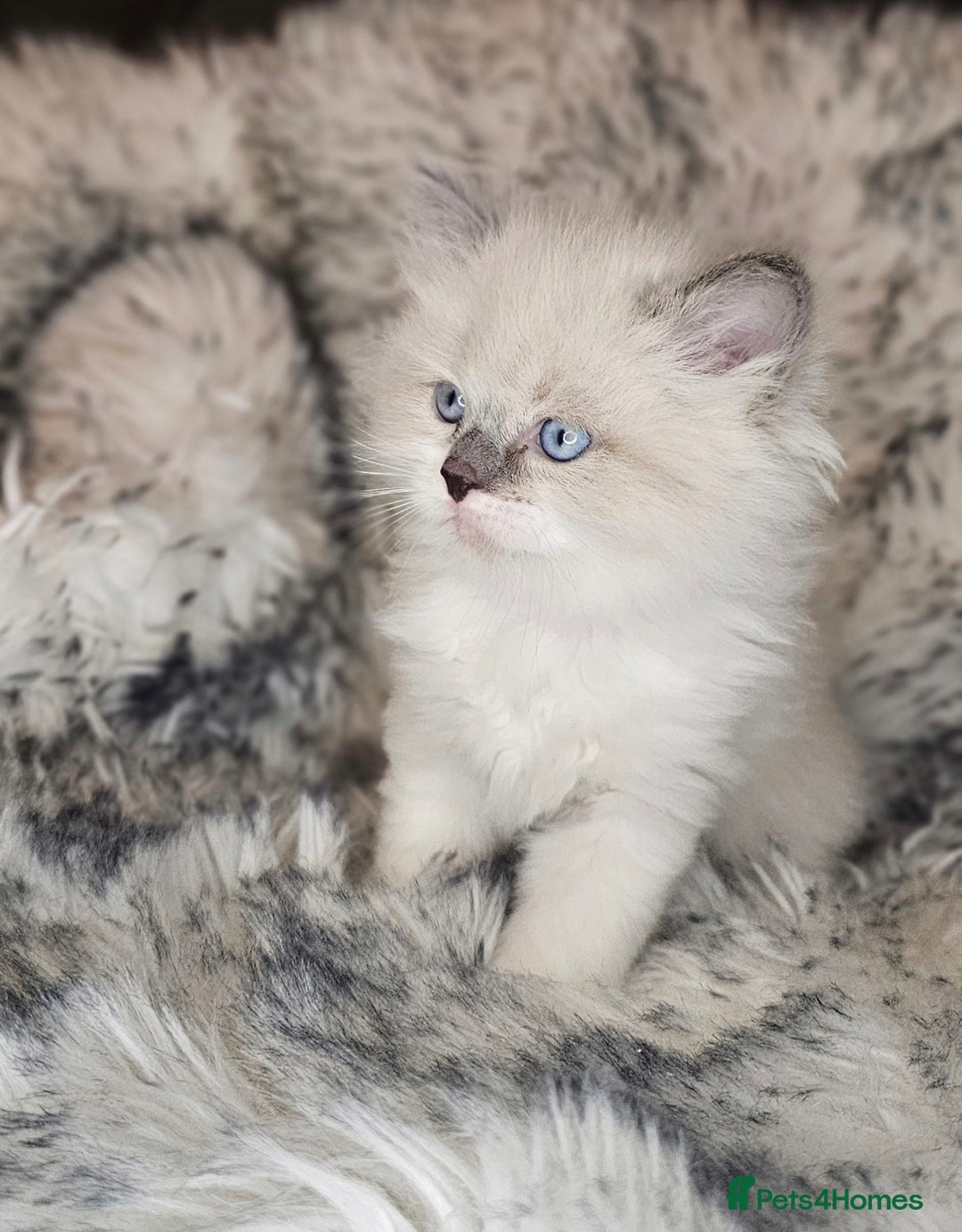 Ragdoll cats for sale: 4 Ragdoll Boys  - Image 9