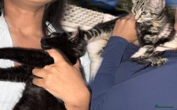 British Shorthair cats for sale: FREE 2 month old kitten - Image 4