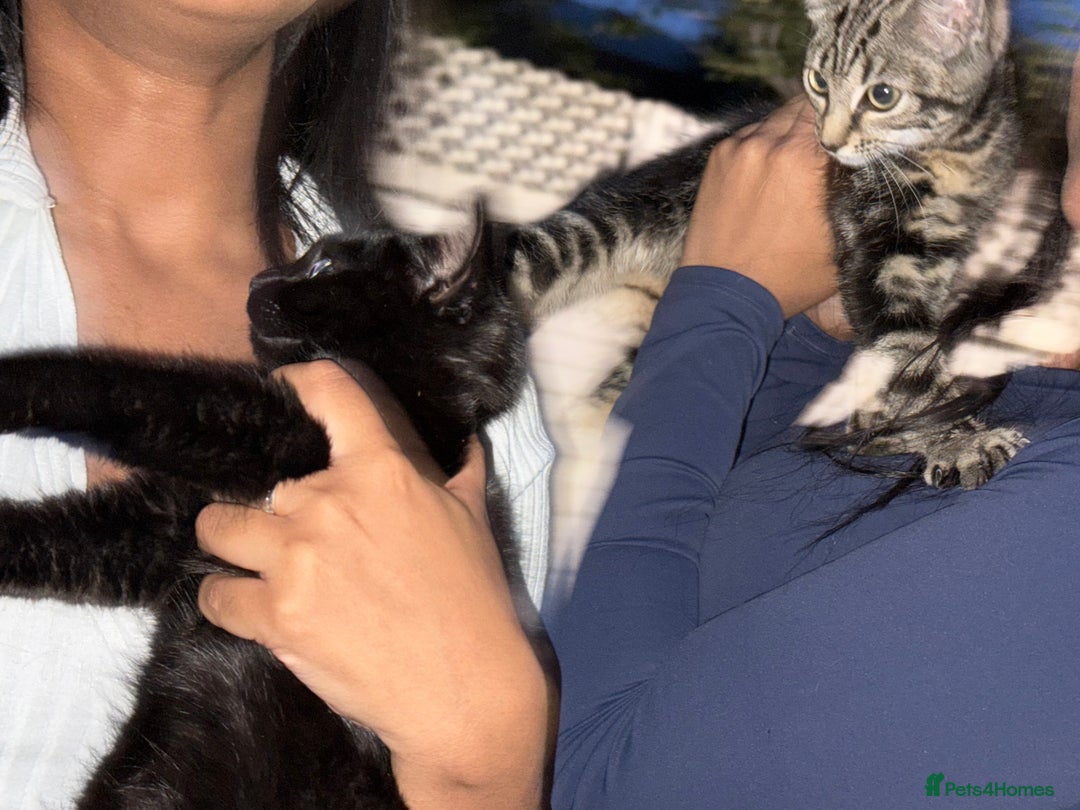 British Shorthair cats for sale: FREE 2 month old kitten - Image 4