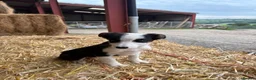 Border Collie dogs for sale: 3 Border Collie Puppies  - Advert 7