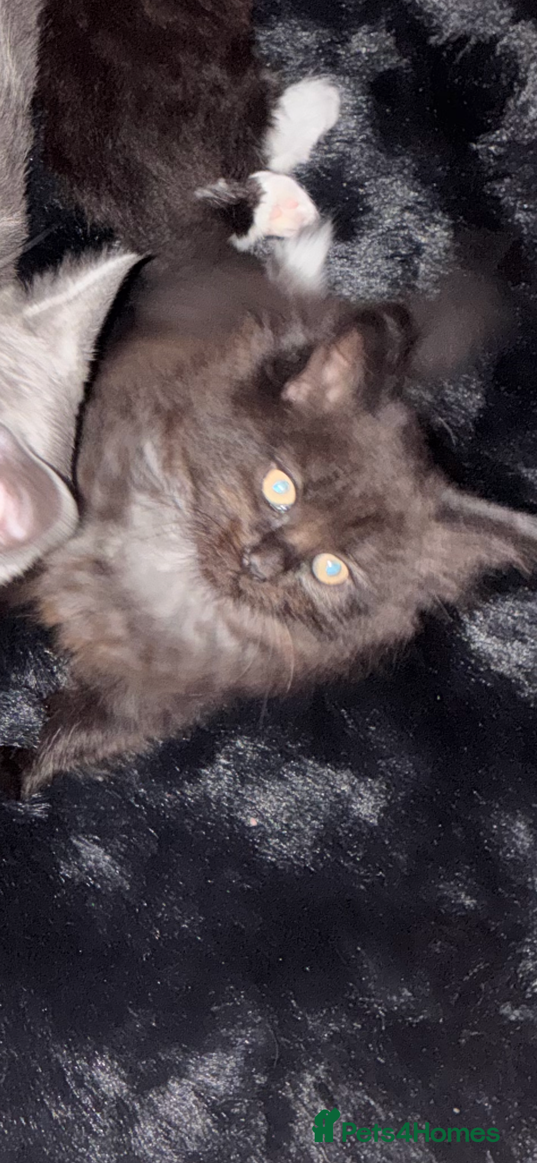 Maine Coon cats for sale: 3/4 maincoon kittens  - Advert 2