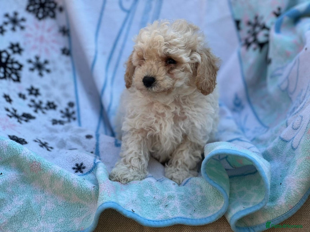 Poochon dogs for sale: Beautiful Poochons  - Image 14