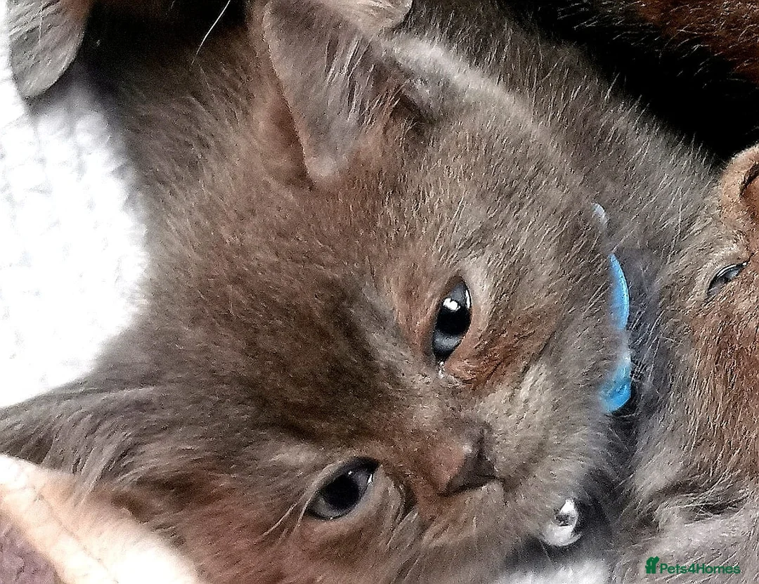 Scottish Fold cats for sale: ❤️Luxuary Scottish Fold kittens❤️ - Advert 17