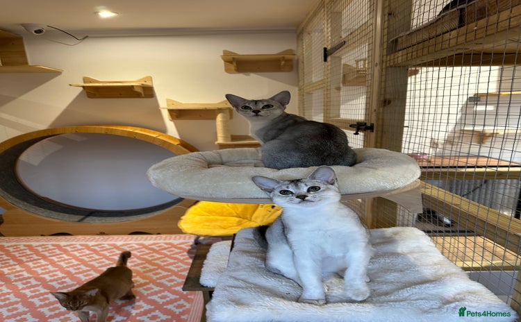 Abyssinian cats - Advert 1