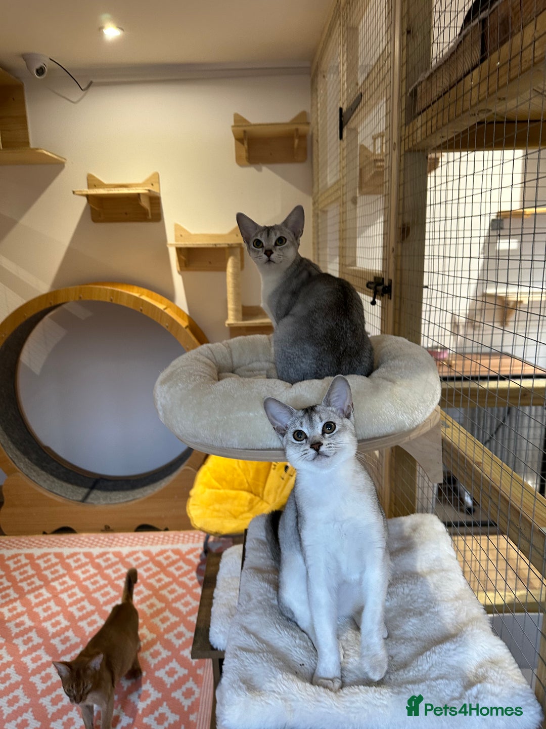 Abyssinian cats for sale: Pedigree Silver Abyssinian kittens left 1 female - Image 1