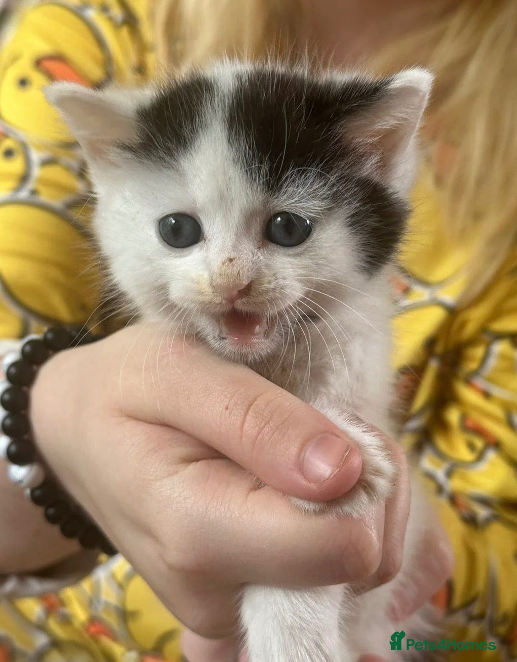 Mixed Breed cats URGENT ‼️ 30£ each 2 Female kittens for sale - Advert 2