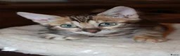 Bengal cats for sale: One Brown Rosette Male Bengal Left! - Advert 10