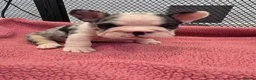 French Bulldog dogs for sale: Open for offer  French Bulldog with papers - Advert 19