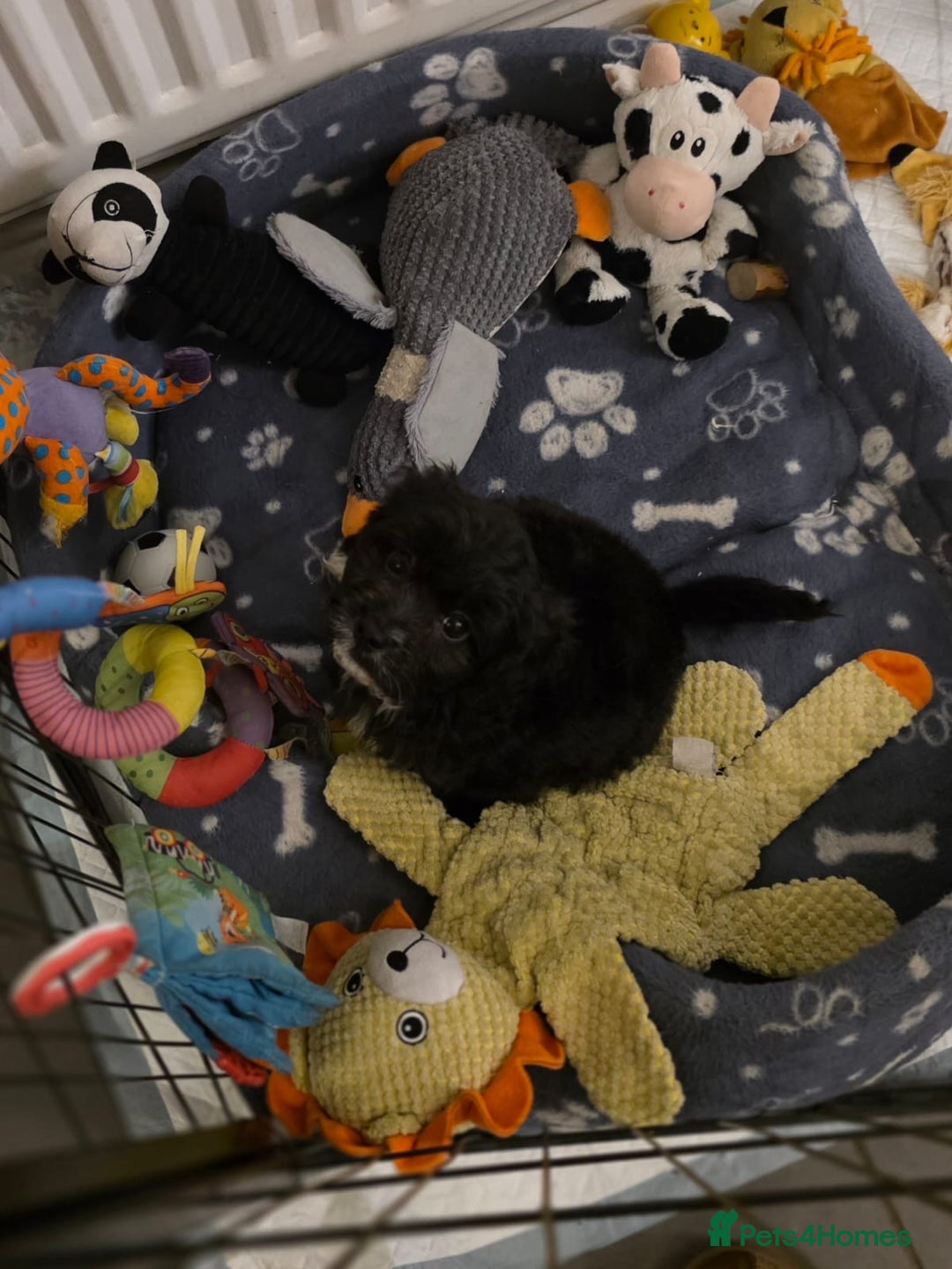 Cavapoo dogs for sale: TOY CAVAPOO BOY - Advert 12