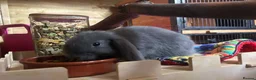 Mini Lop rabbits for sale: X4 mini lop babies - Advert 10