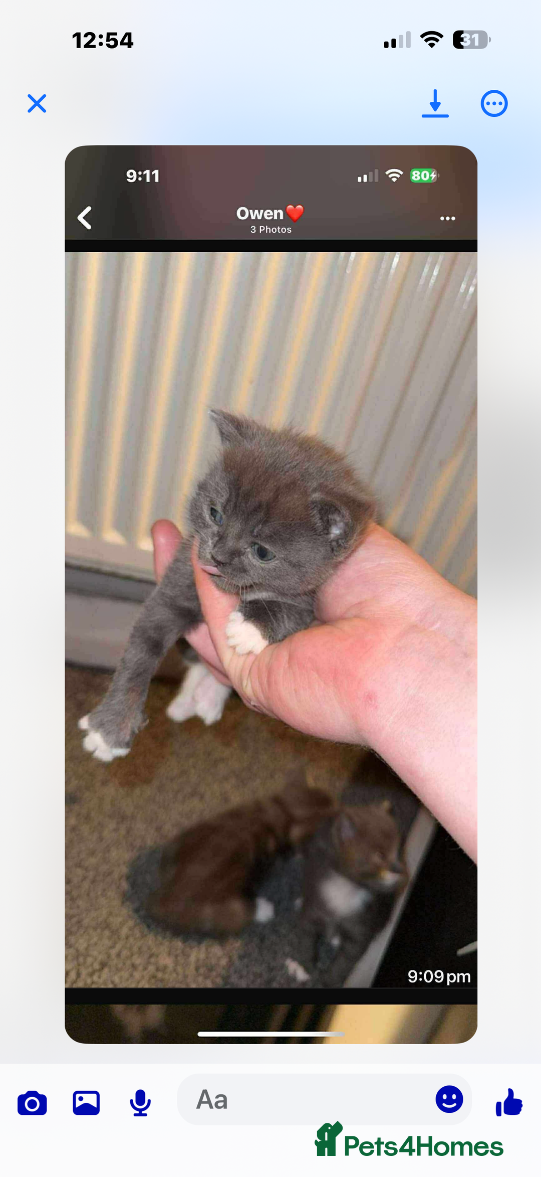 British Shorthair cats for sale: British short hair x domestic kittens  - Image 1