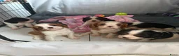 Cavalier King Charles Spaniel dogs for sale: 🐶Kc cavalier dna clear puppies 🐶4 boys left - Advert 20