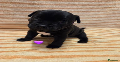 Staffordshire Bull Terrier dogs - Advert 3