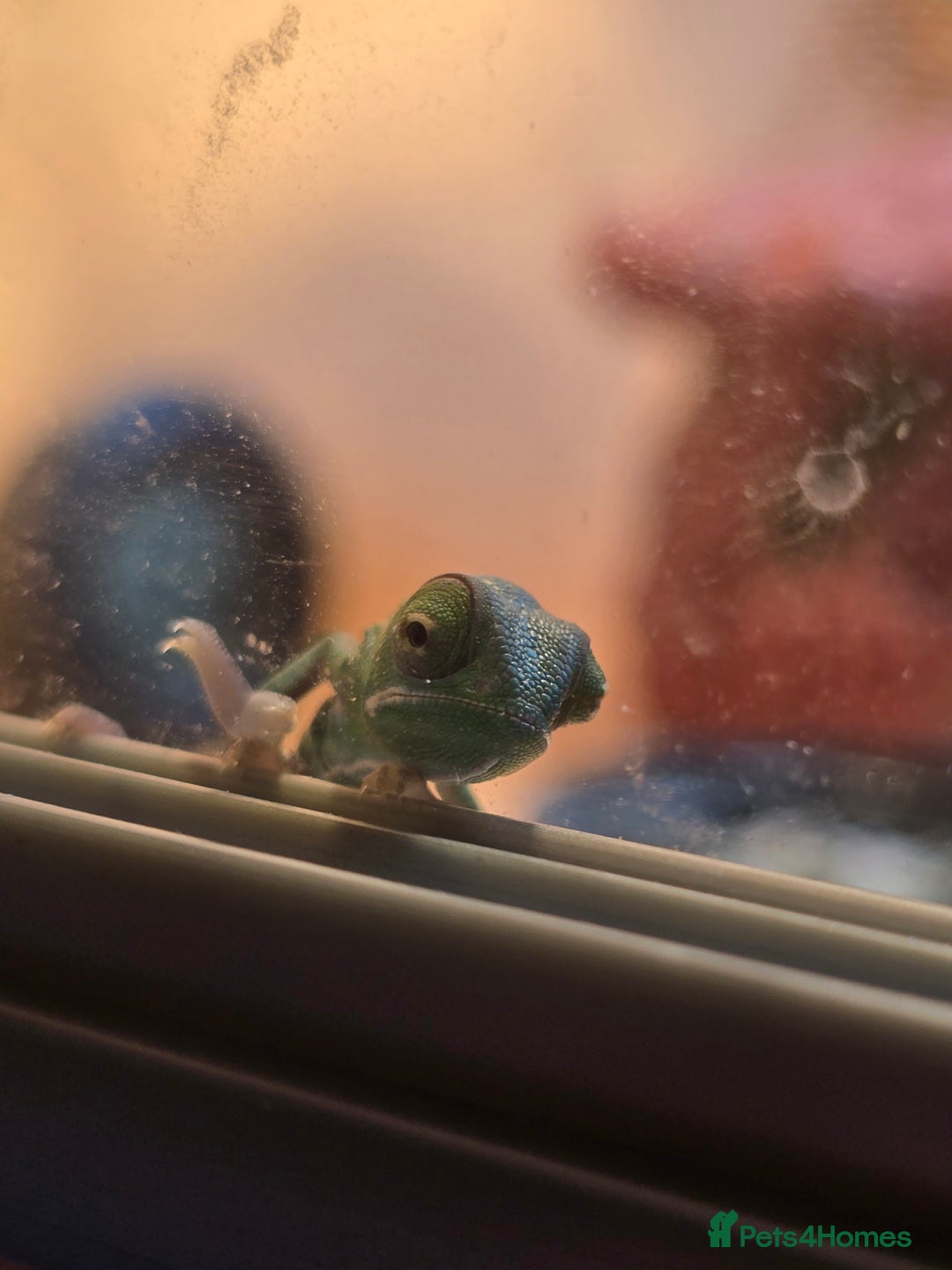 Chameleon reptiles for sale: veiled chameleon - Advert 3