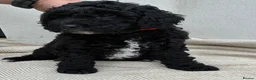 Cockapoo dogs for sale: Toy Cockapoo - Advert 10