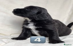 Mixed Breed dogs for sale: Outstanding sprollies pups for sale  - Image 30